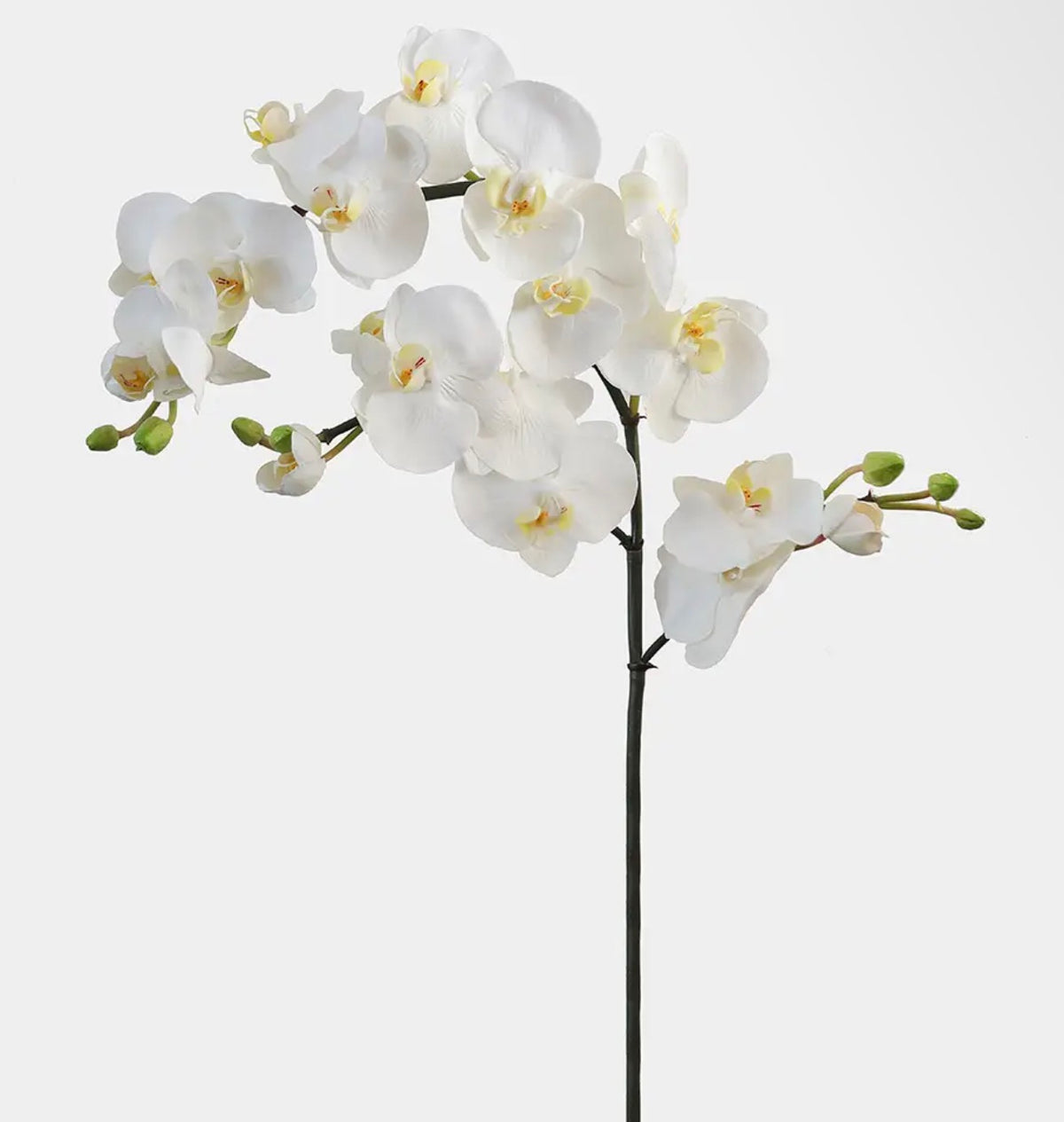White Flowering Phaleonopsis Orchid - 34”