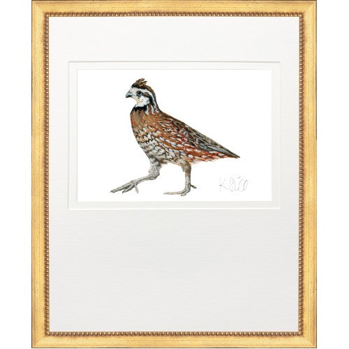Bobwhite Quail Prints