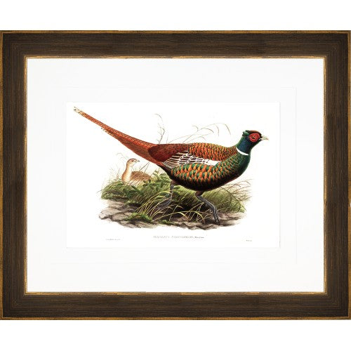 Gould Gamebird Prints
