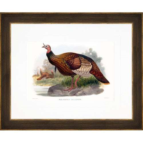 Gould Gamebird Prints