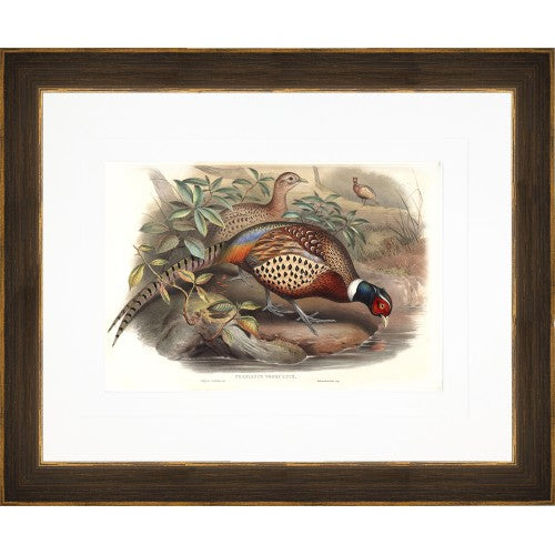 Gould Gamebird Prints
